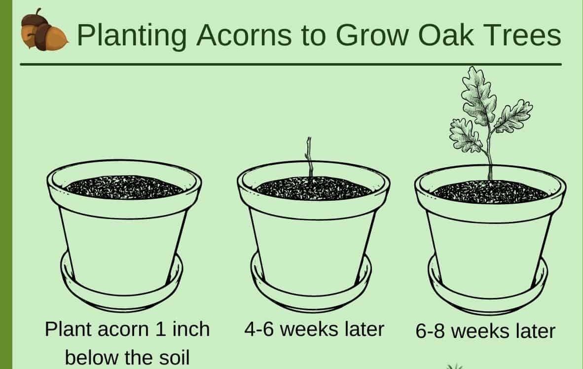 How To Plant Oak Acorns - Little Tree Farm