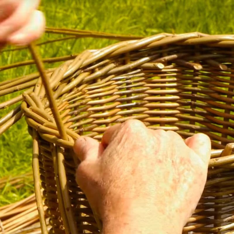 Basket Willow — photo 2