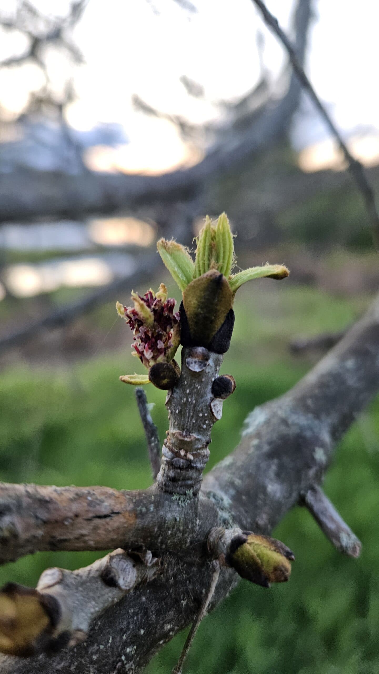 Black Ash — photo 2