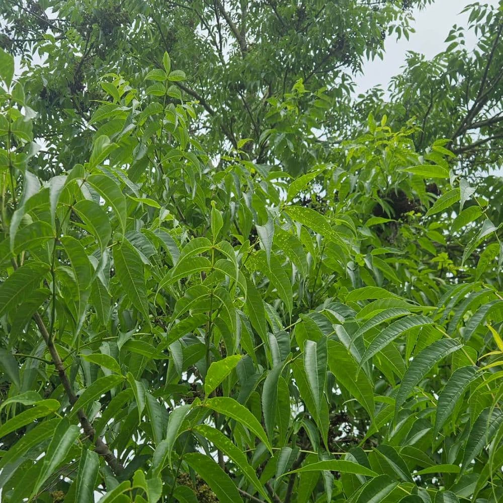 Black Ash — photo 3