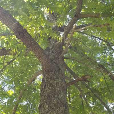 Black Walnut — photo 5