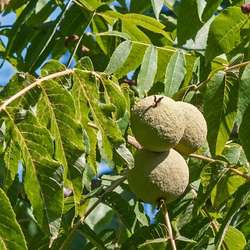Black Walnut — photo 6