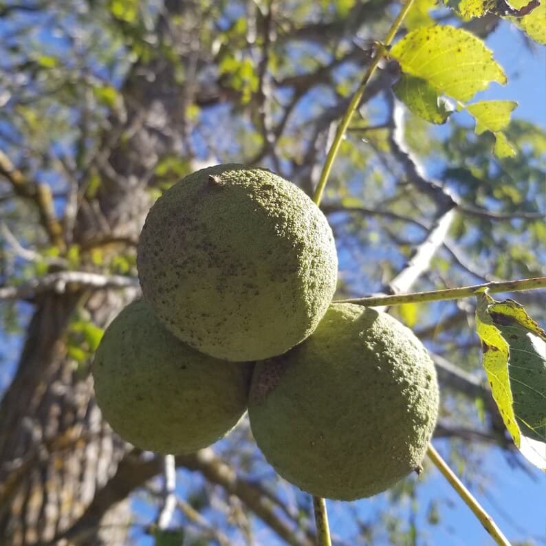 Black Walnut — photo 7