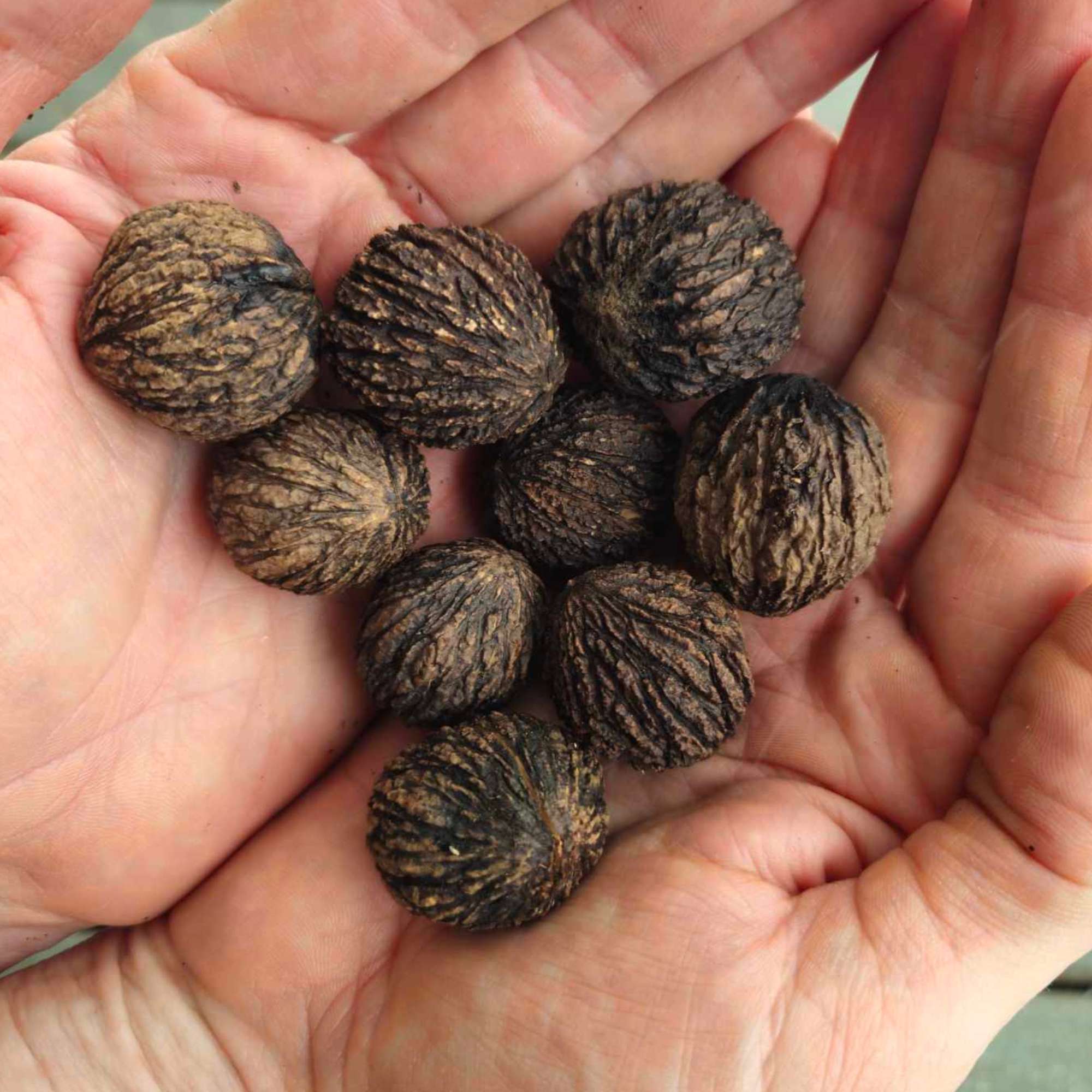 Black Walnut — photo 8
