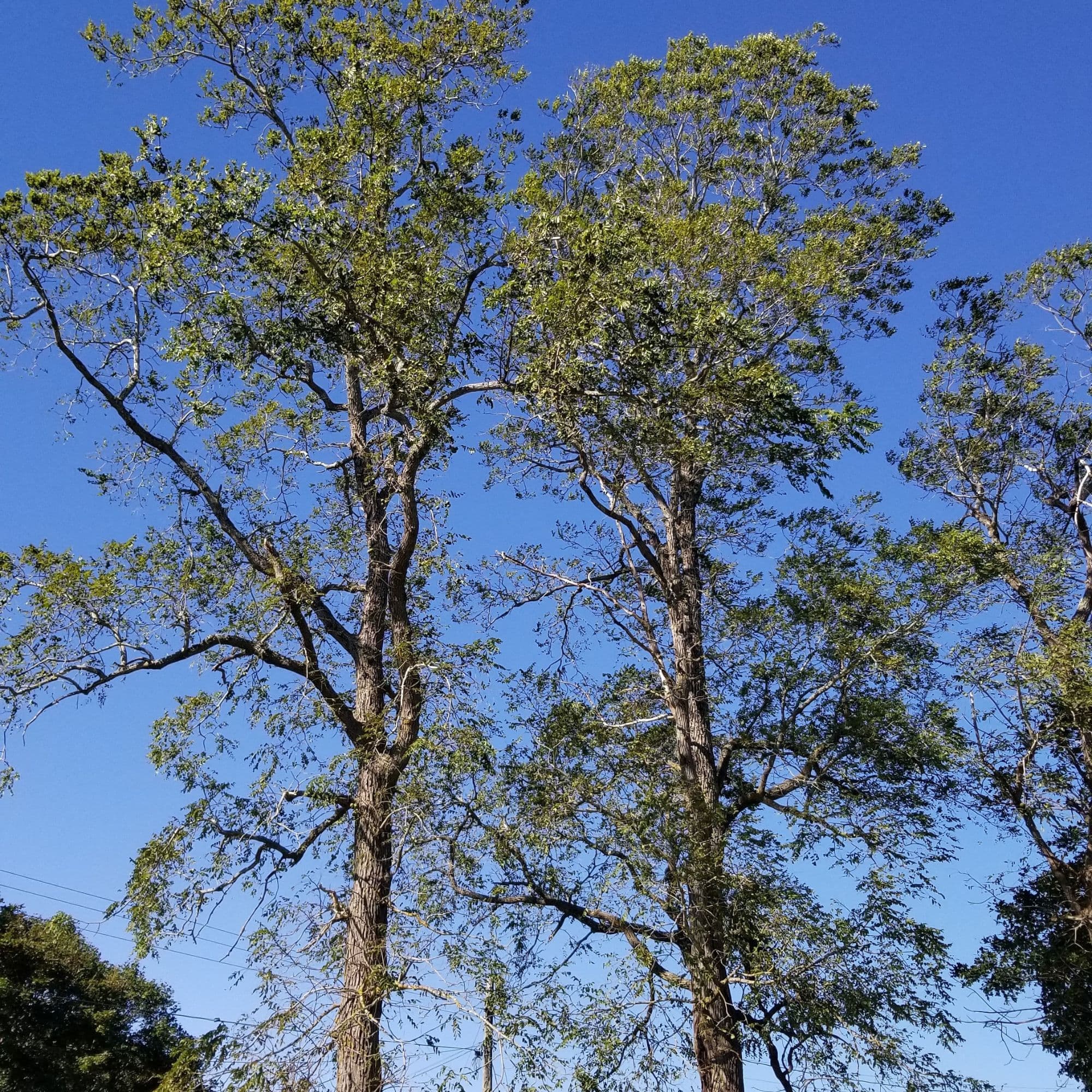 Black Walnut — photo 9