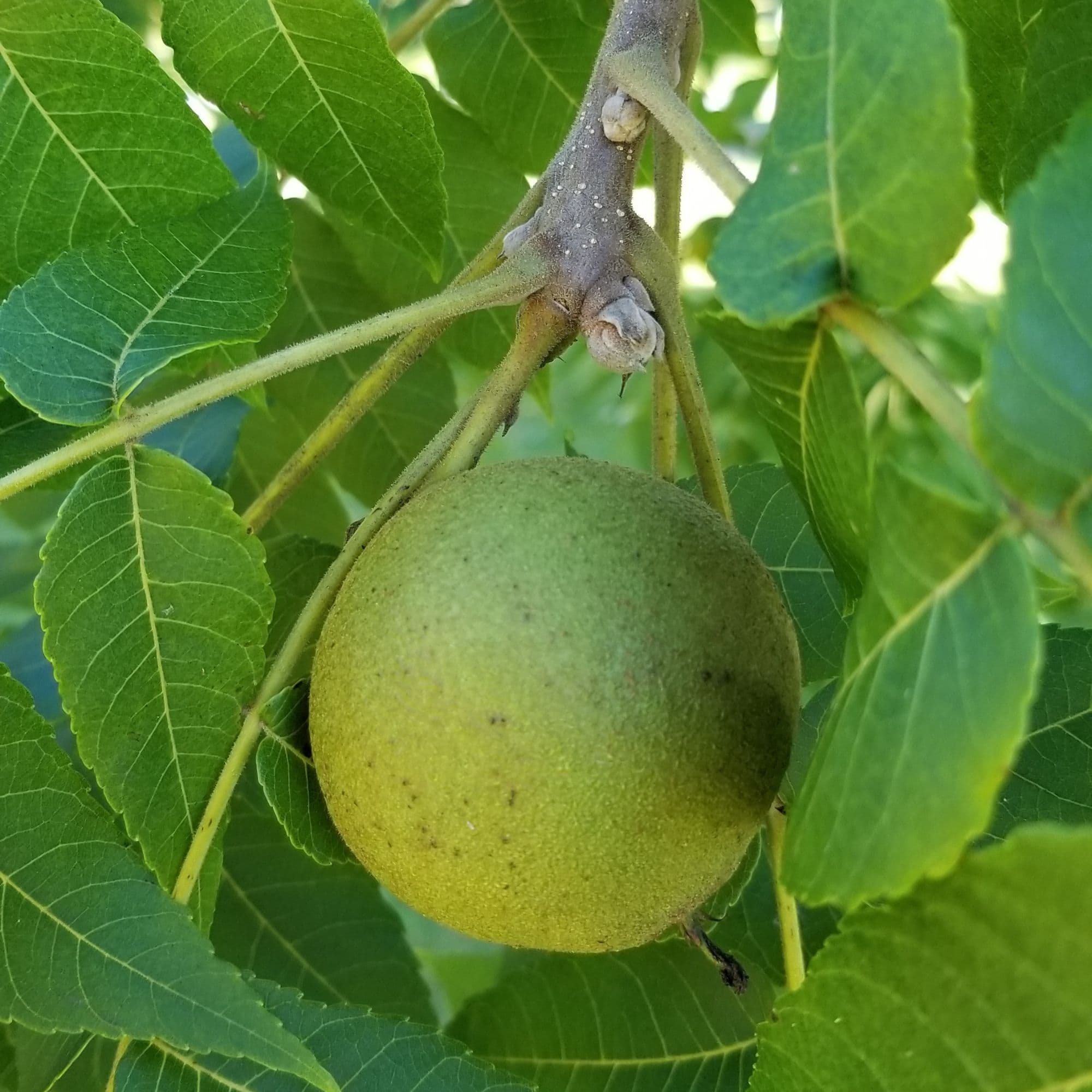 Black Walnut — photo 10