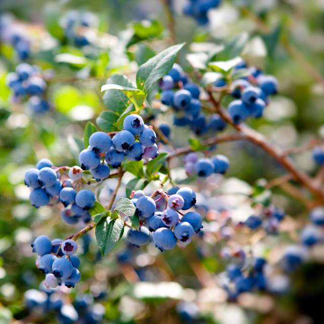 Blueberry Plant