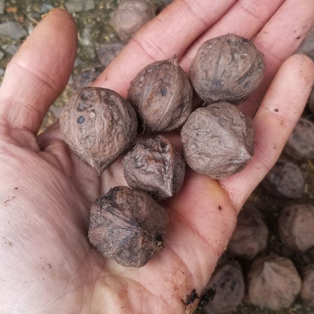 Buartnut Tree