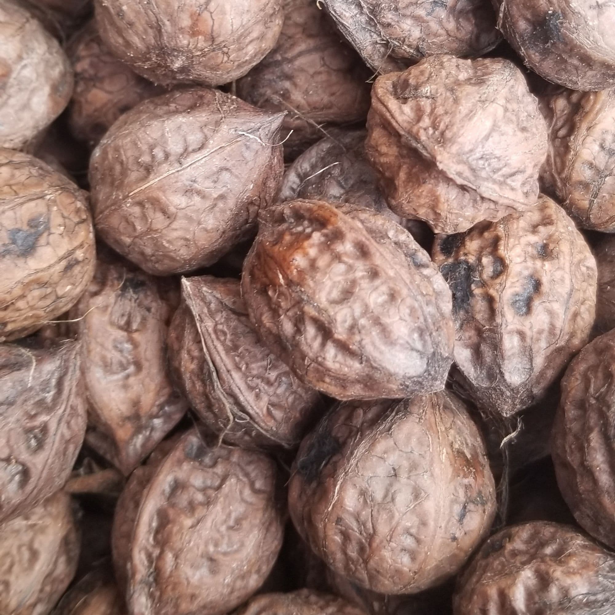 Buartnut Tree — photo 2