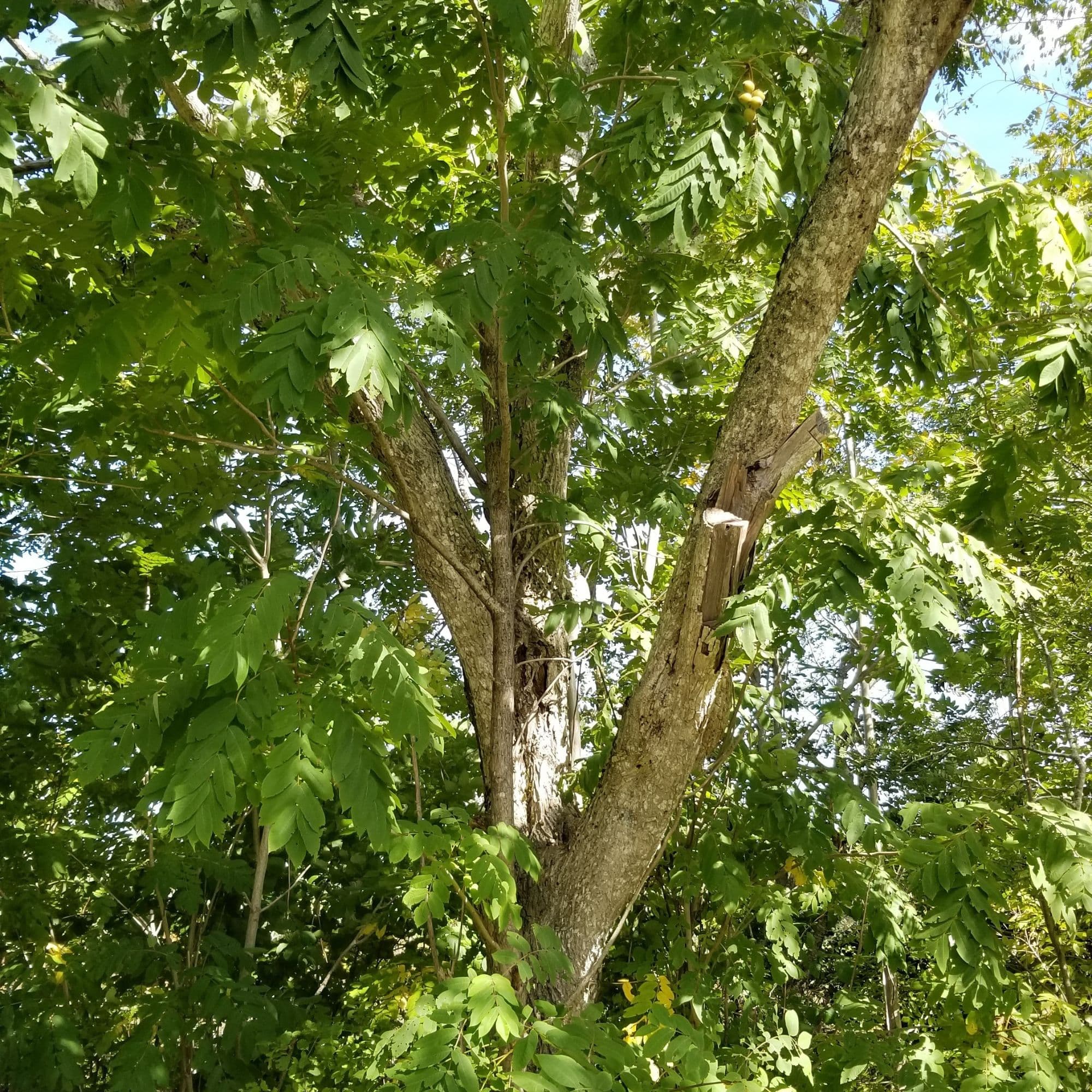 Buartnut Tree — photo 3