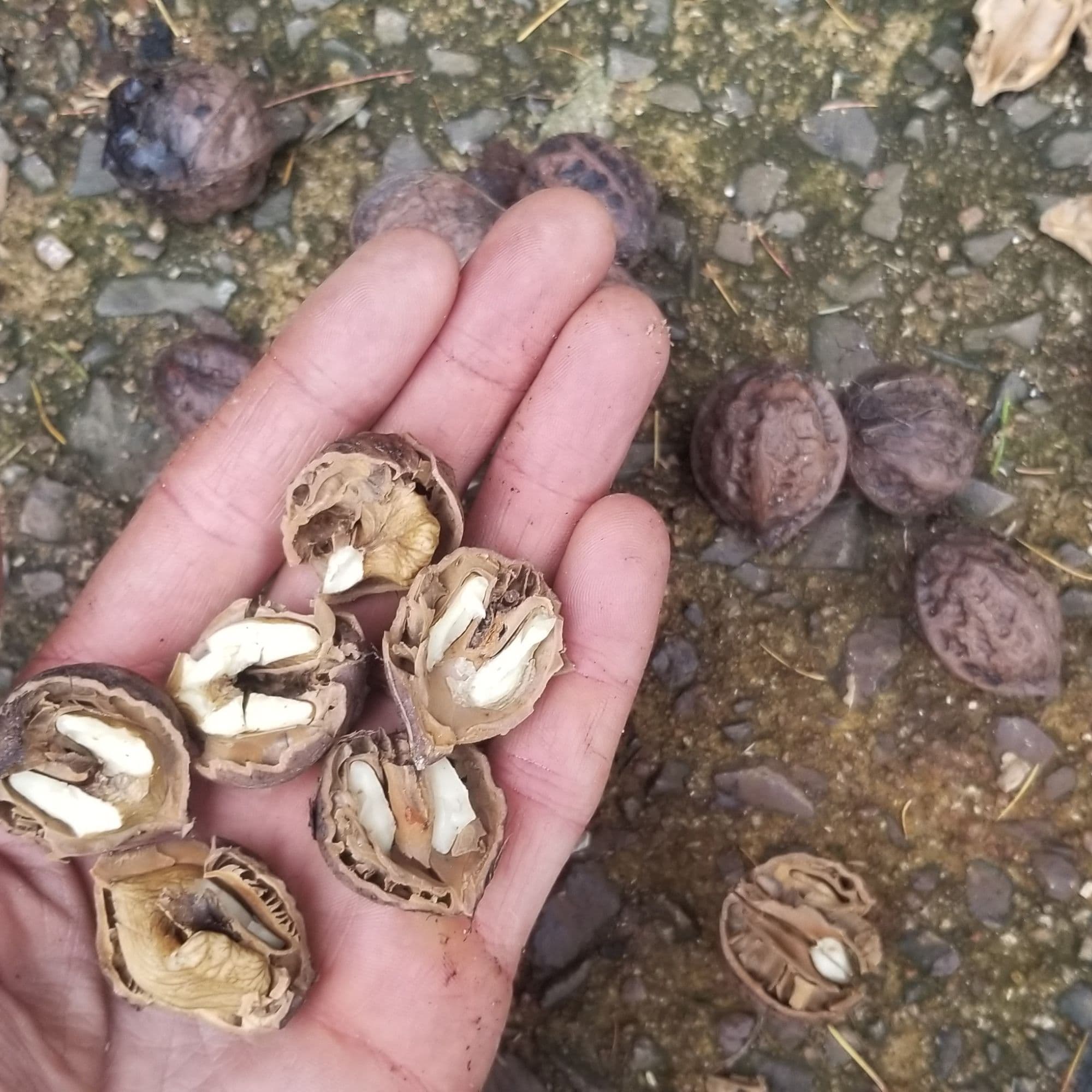 Buartnut Tree — photo 4