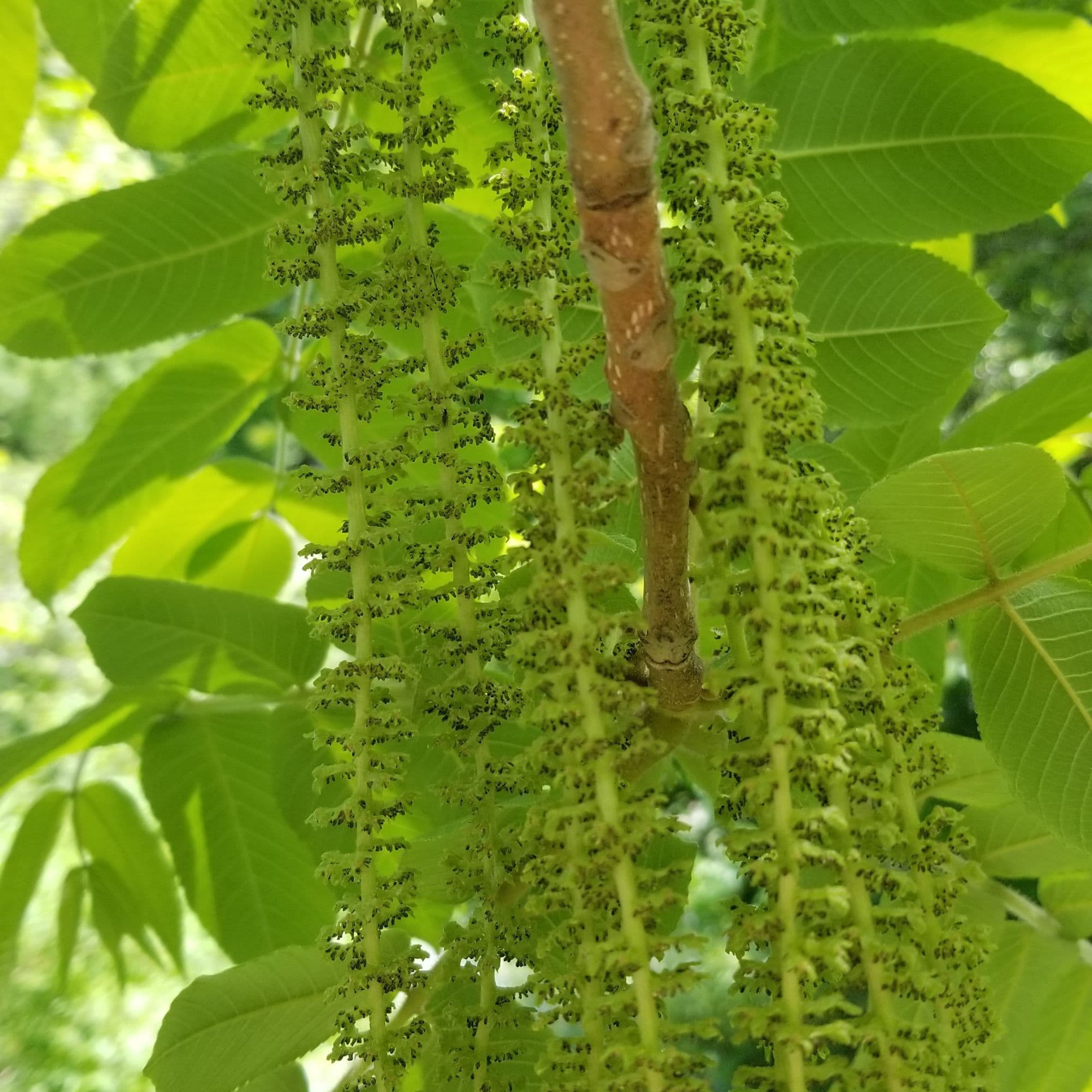 Buartnut Tree — photo 5