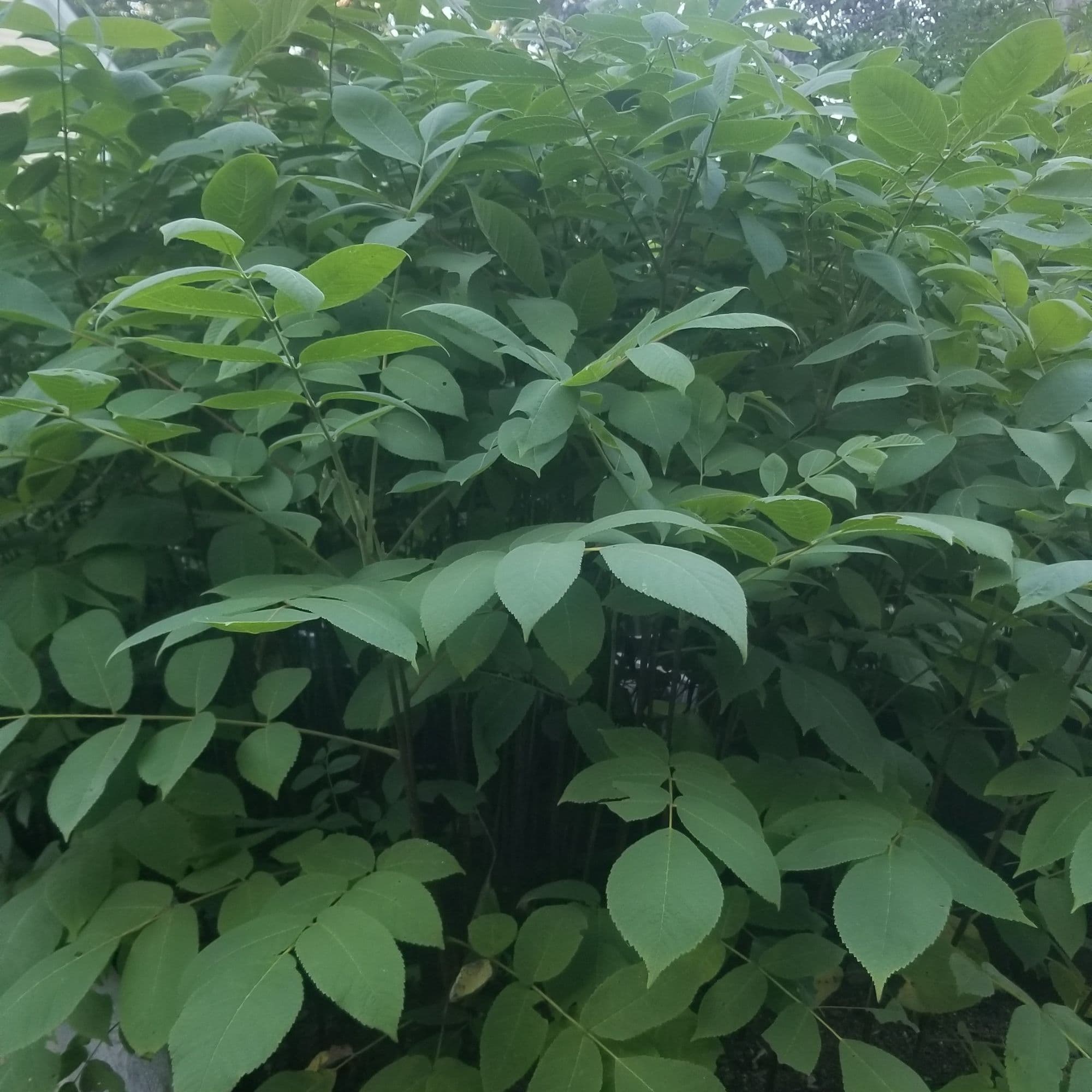 Buartnut Tree — photo 6
