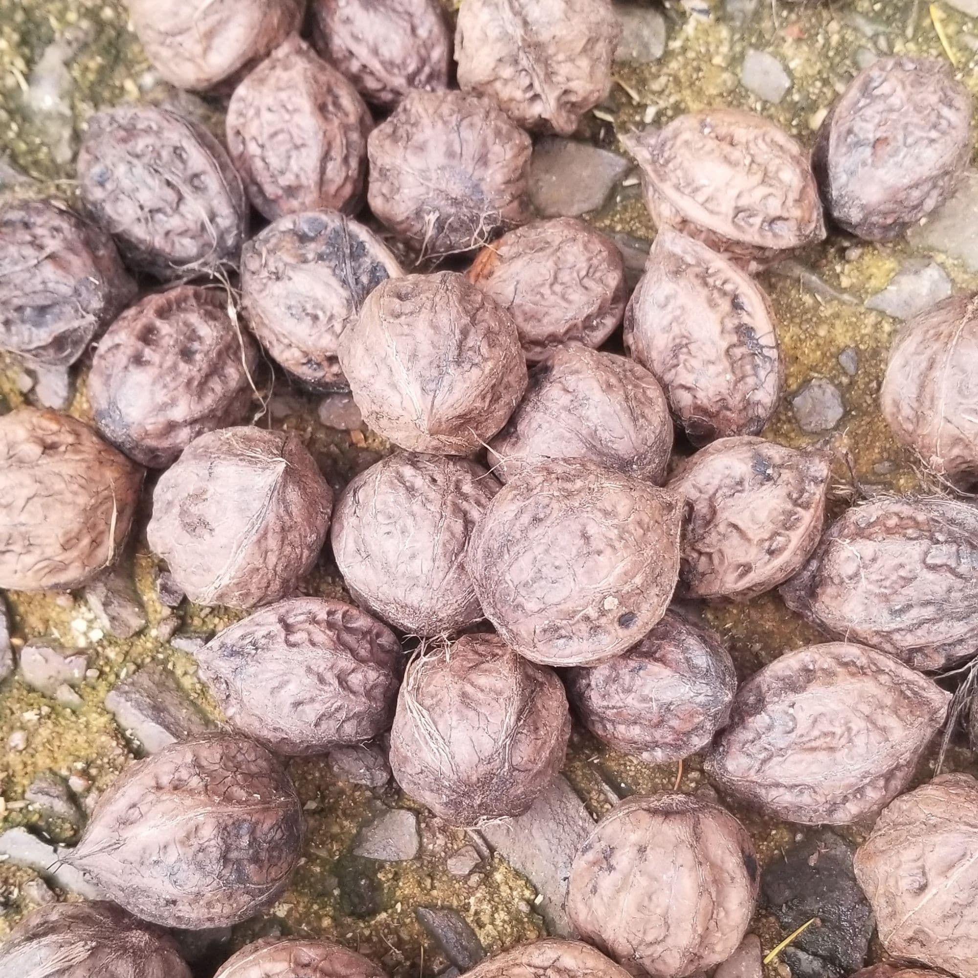 Buartnut Tree — photo 7