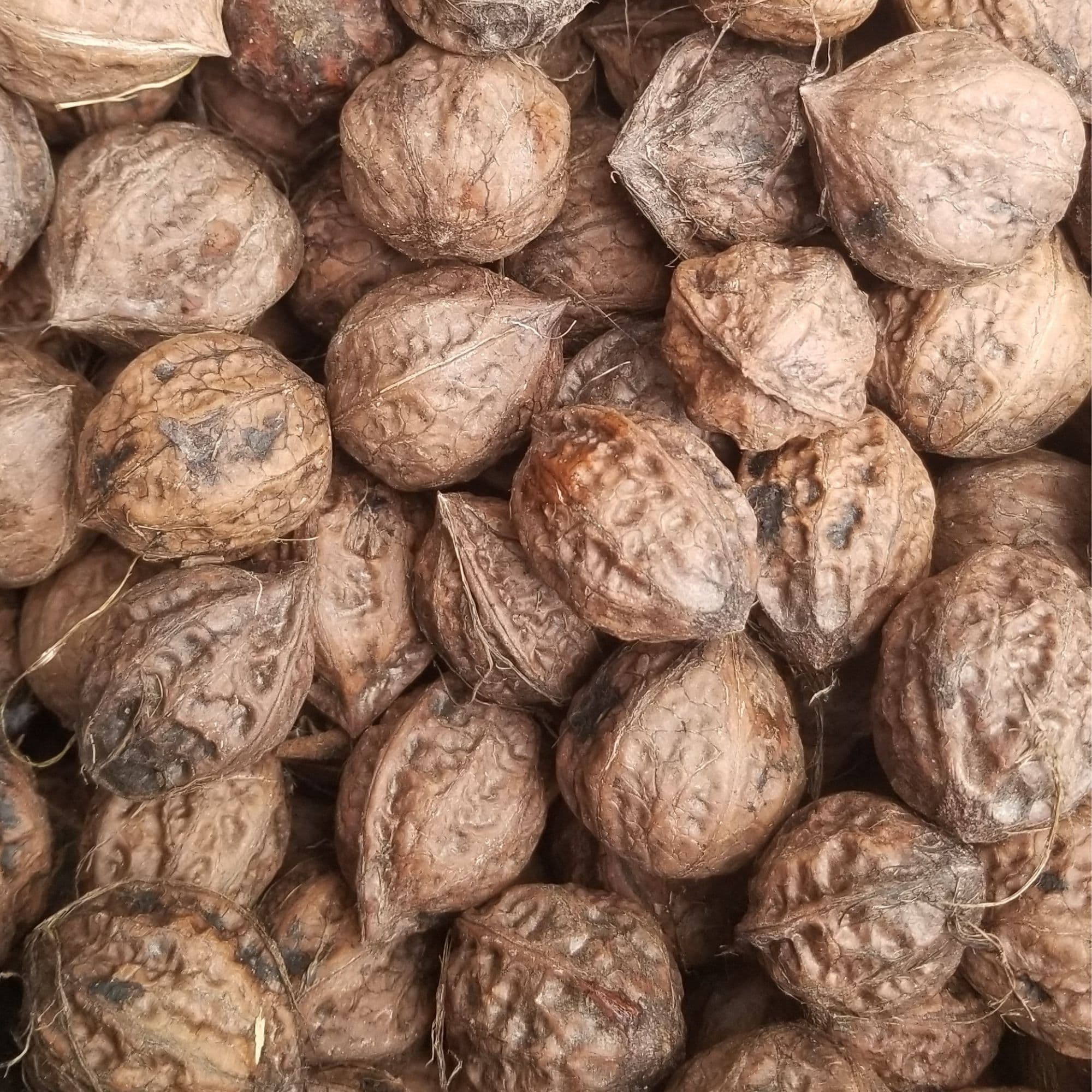 Buartnut Tree — photo 8