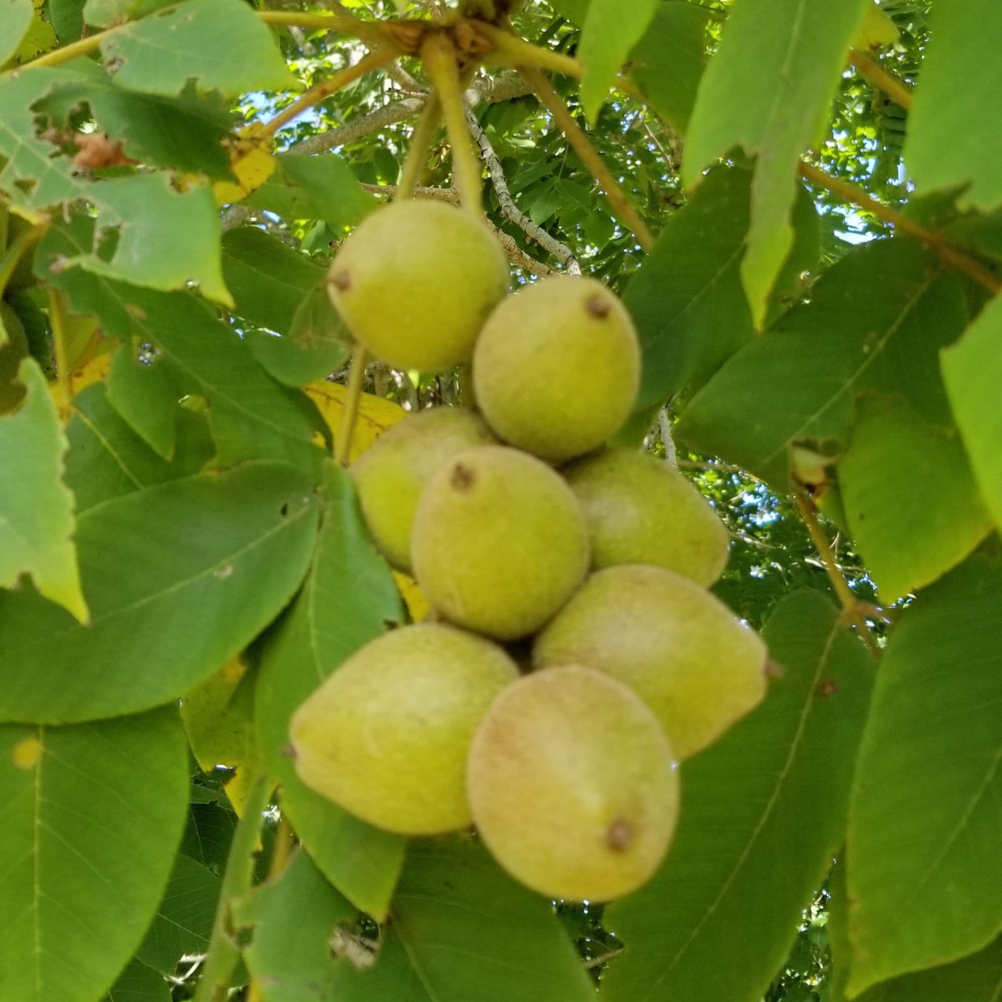 Buartnut Tree — photo 9