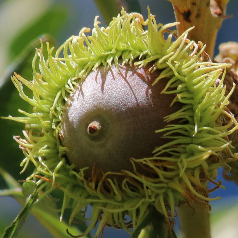 Burr Oak