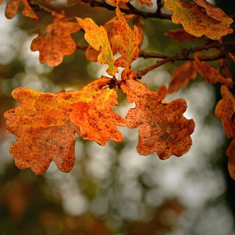 Burr Oak — photo 2