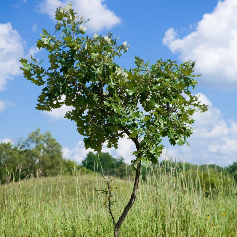 Burr Oak — photo 3