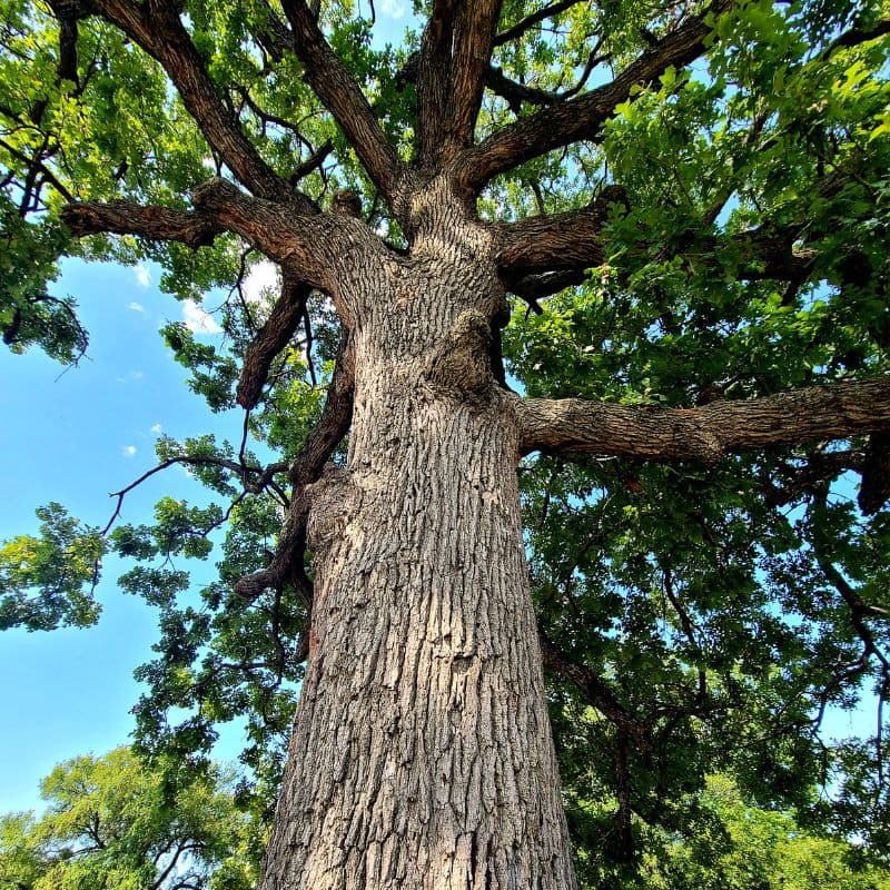 Burr Oak — photo 4