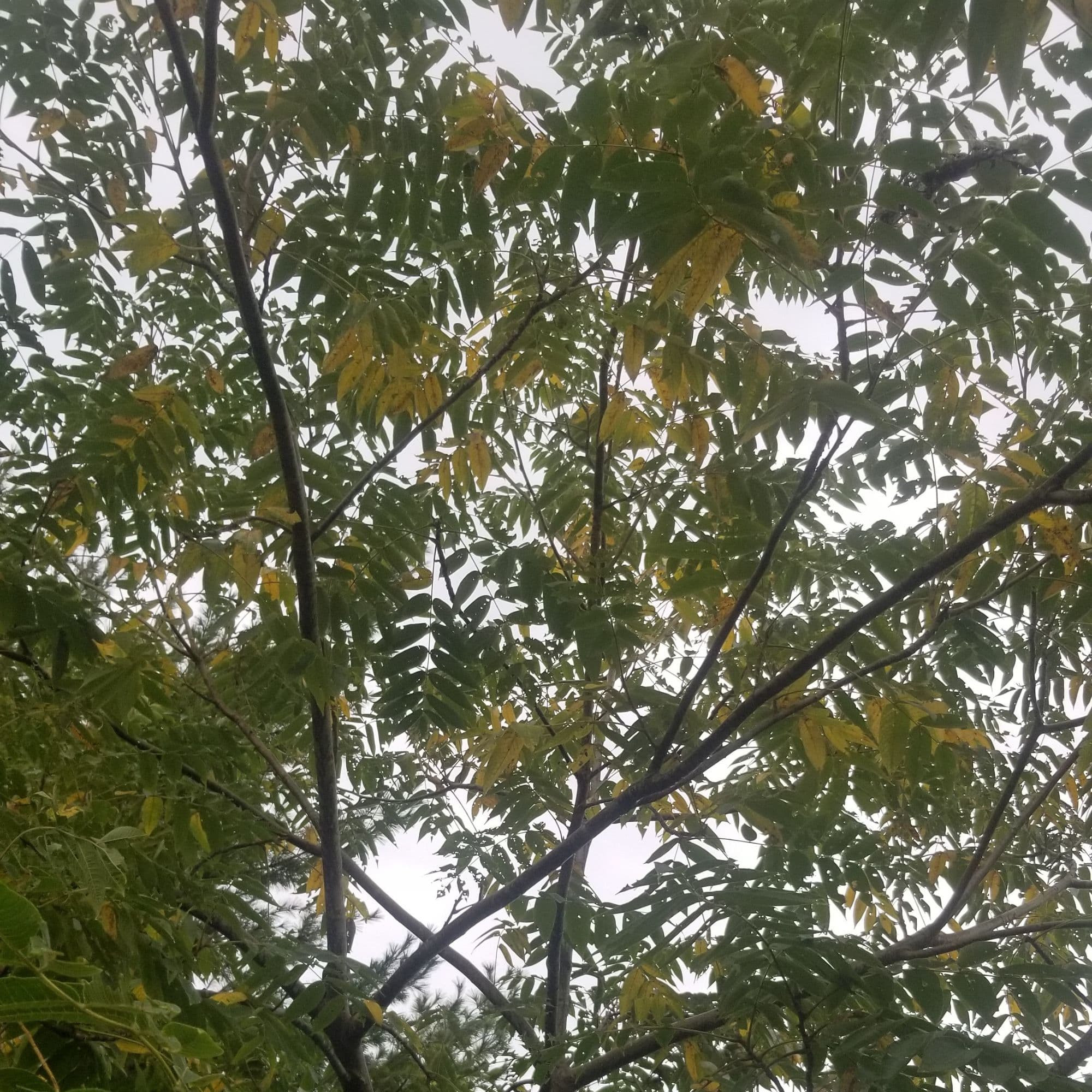 Butternut — photo 6
