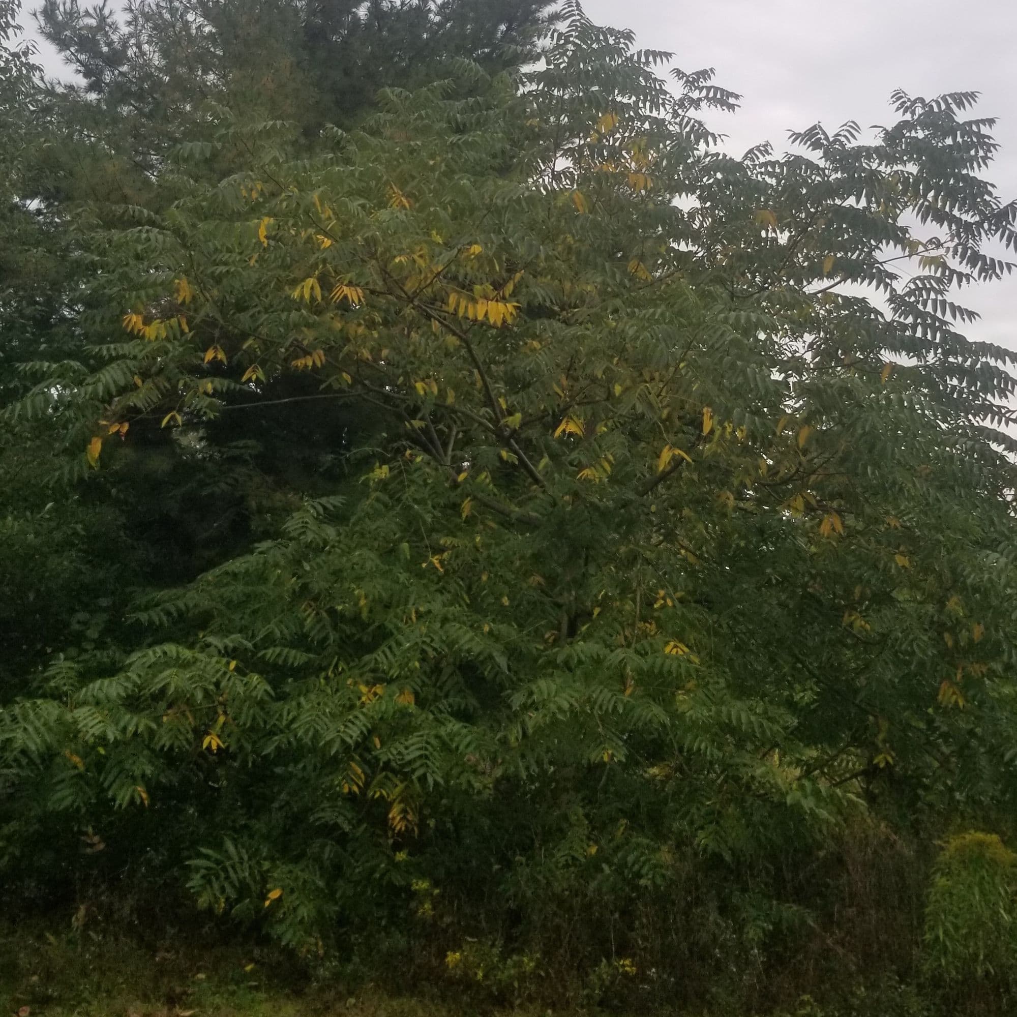 Butternut — photo 10