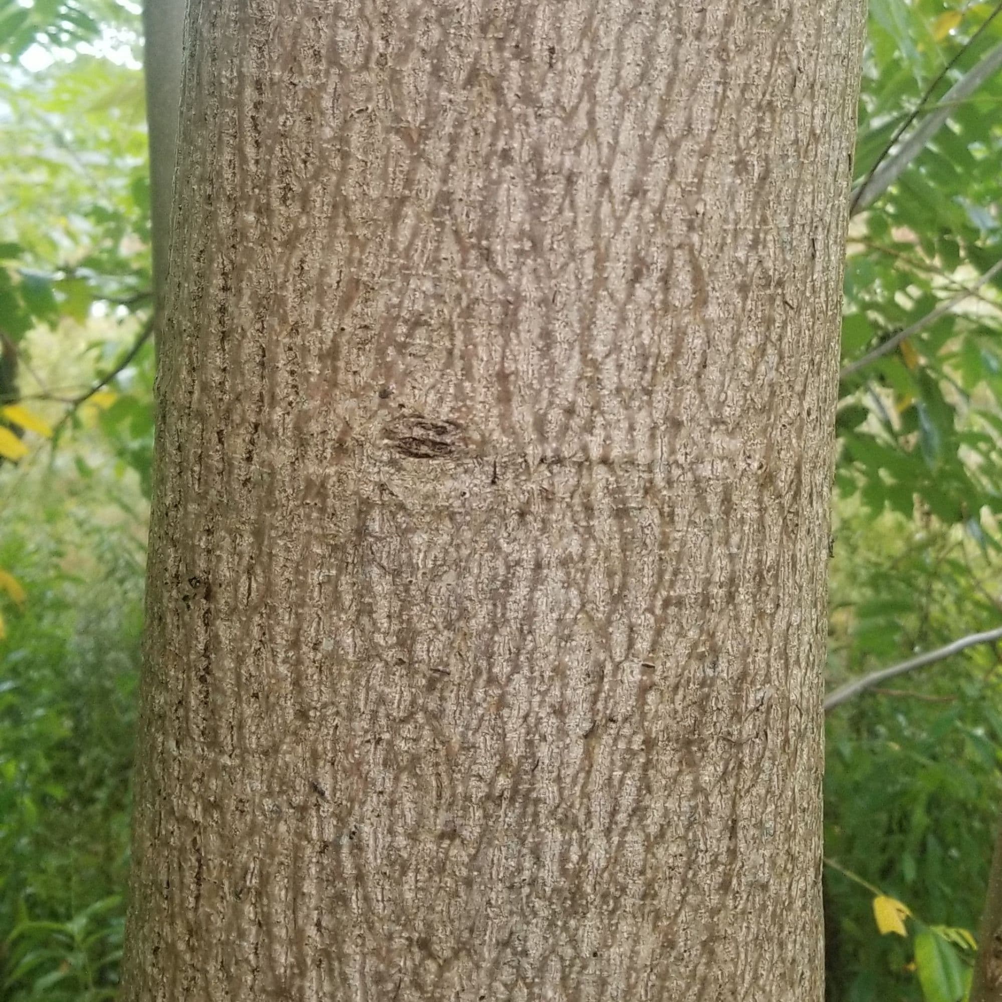 Butternut — photo 11