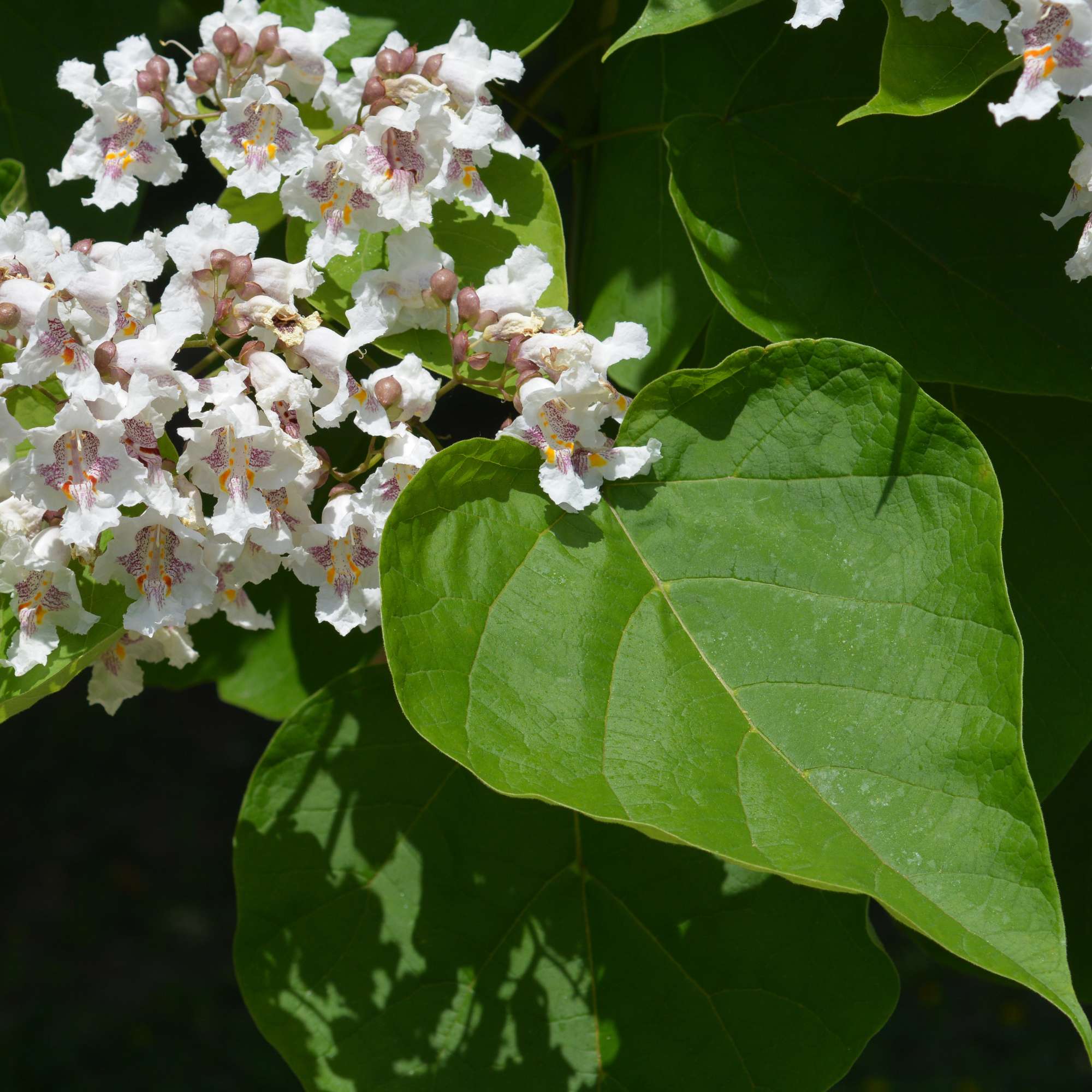 Catalpa — photo 2