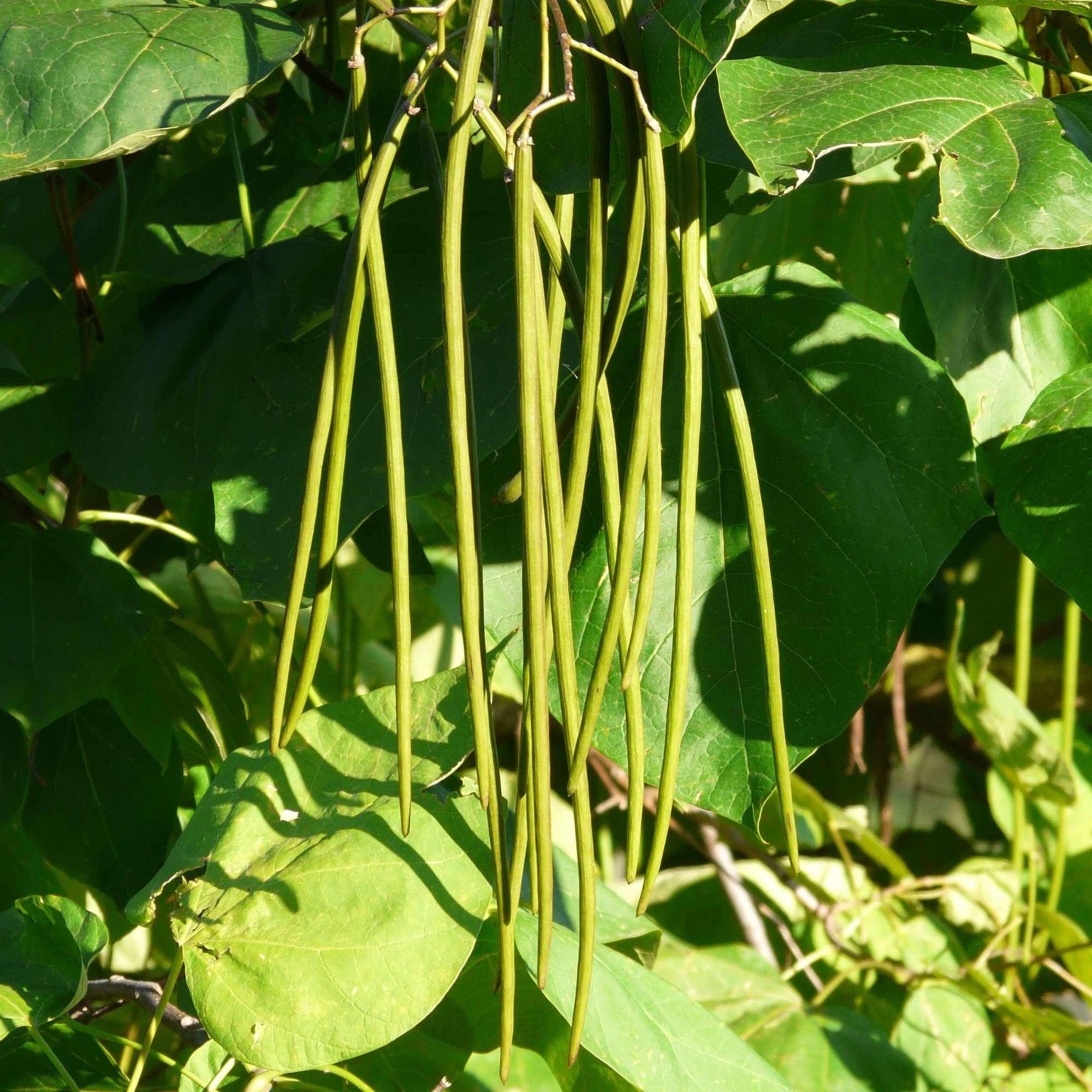 Catalpa — photo 4