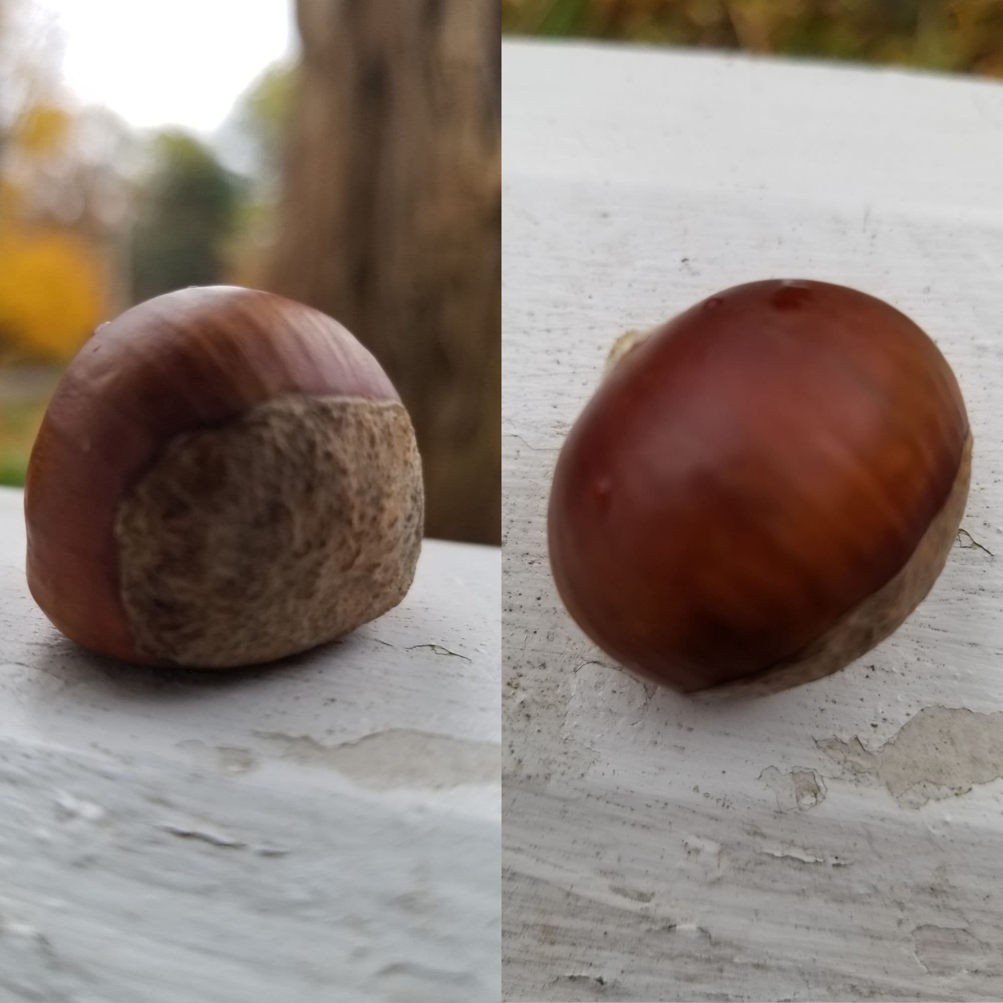 Chestnut Trees — photo 2