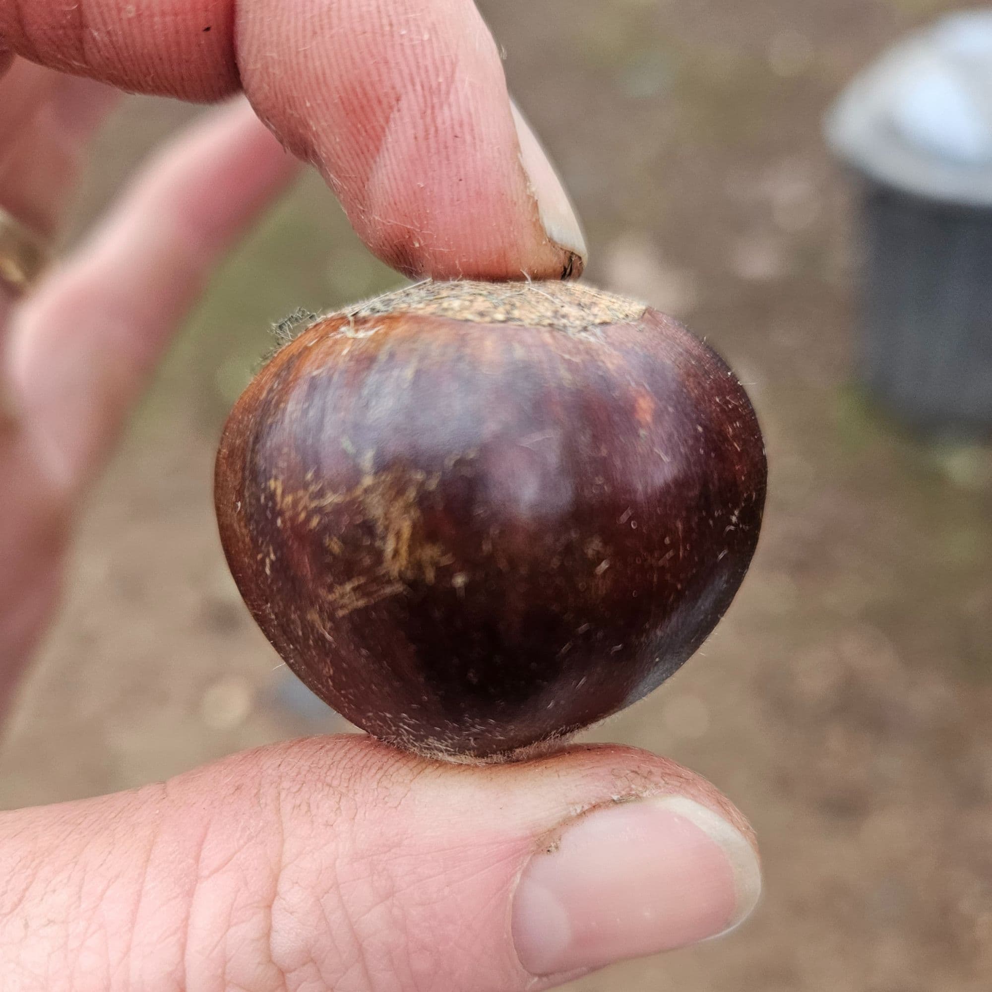 Chestnut Trees — photo 3