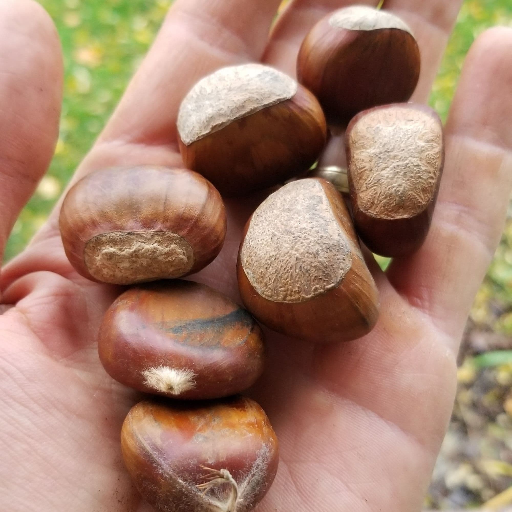 Chestnut Trees — photo 4