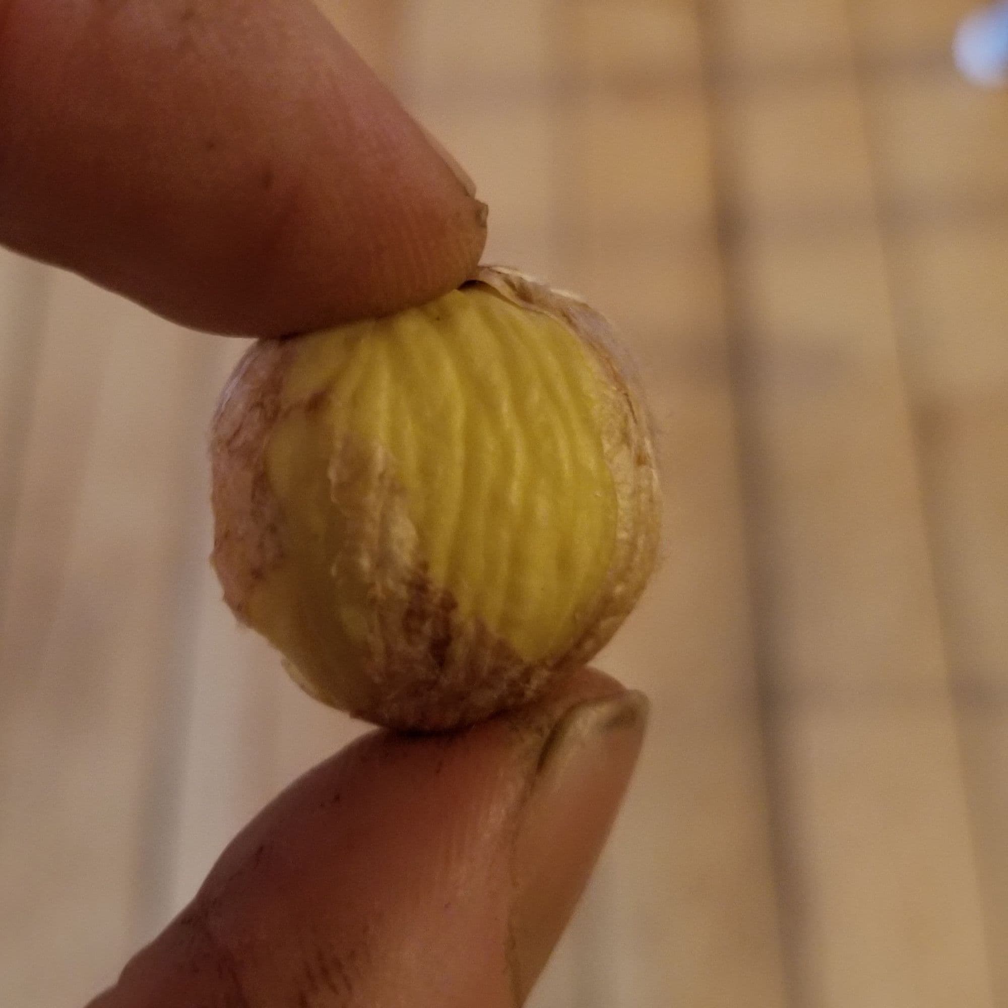 Chestnut Trees — photo 5