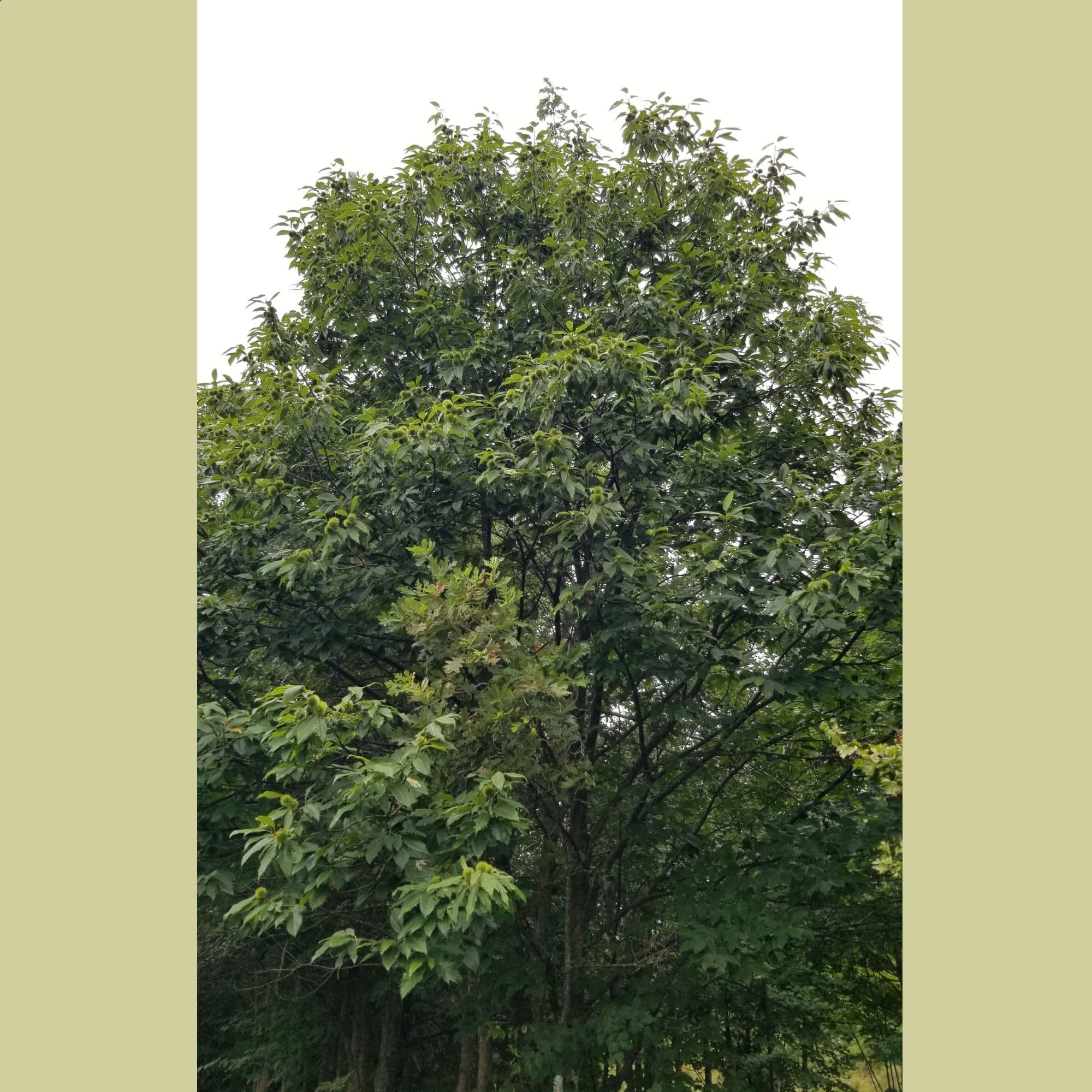 Chestnut Trees — photo 6