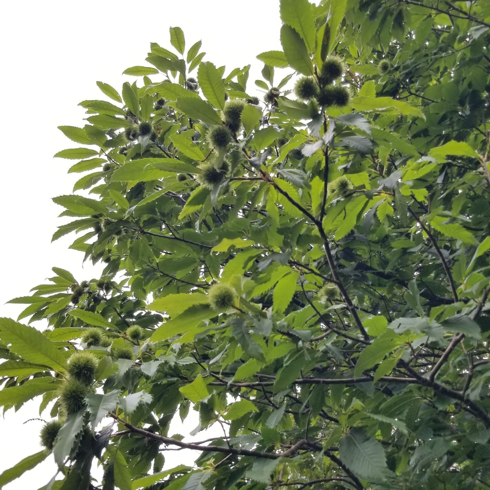 Chestnut Trees — photo 7