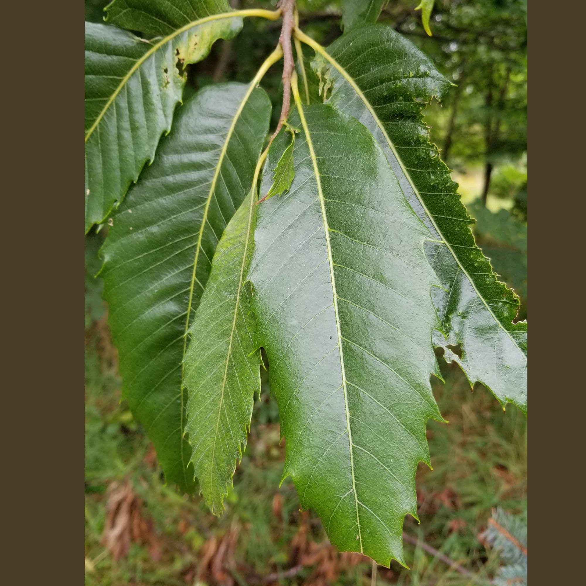 Chestnut Trees — photo 8