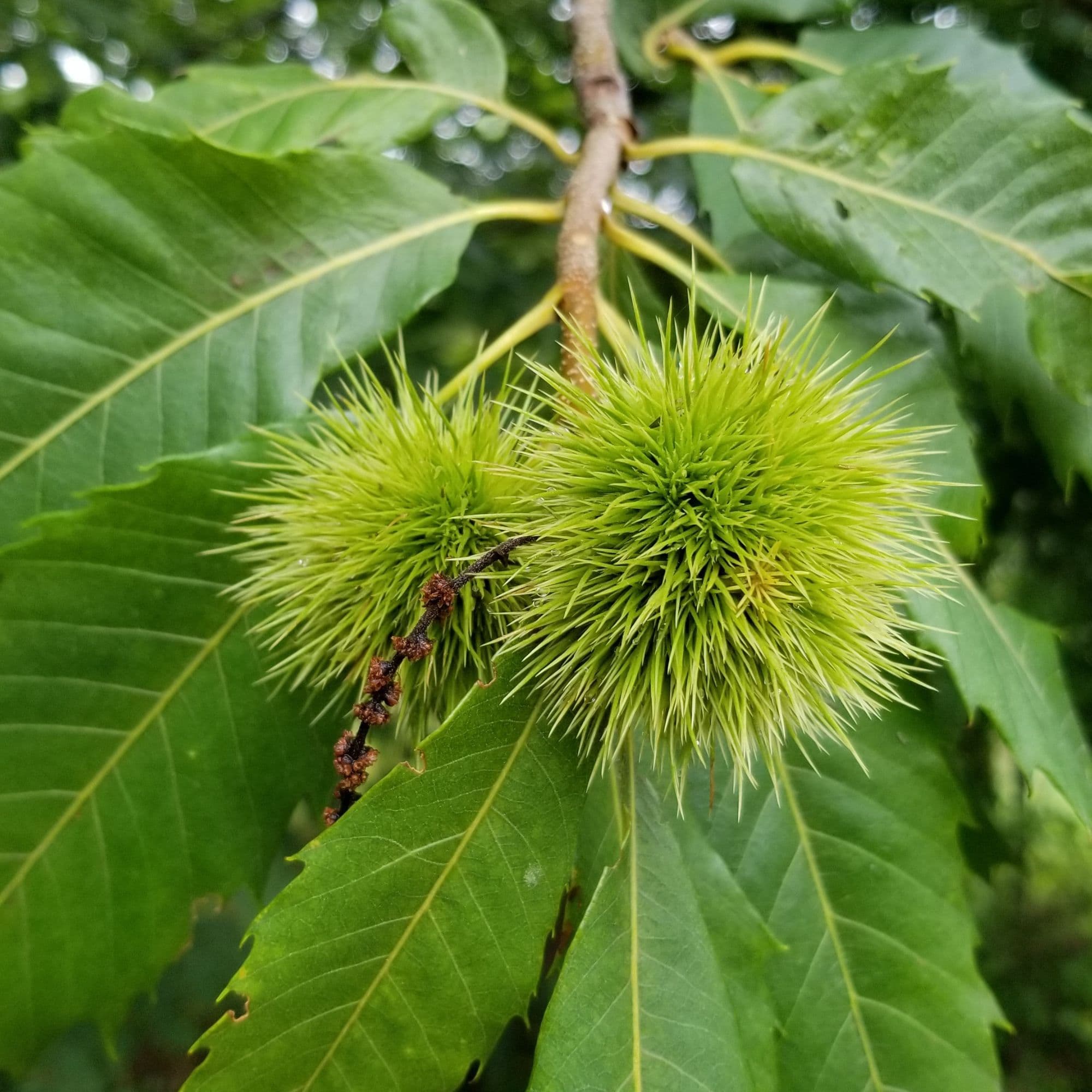 Chestnut Trees — photo 9