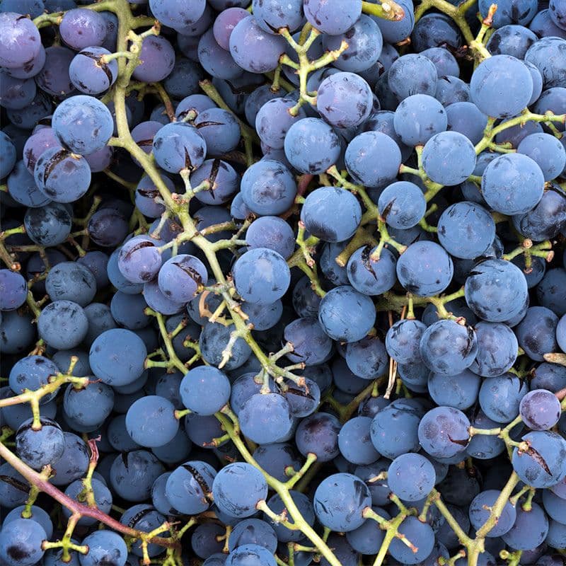 Concord Grape