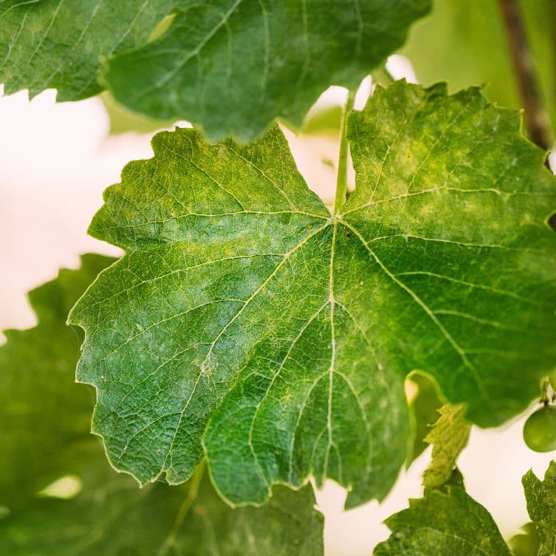 Concord Grape — photo 2