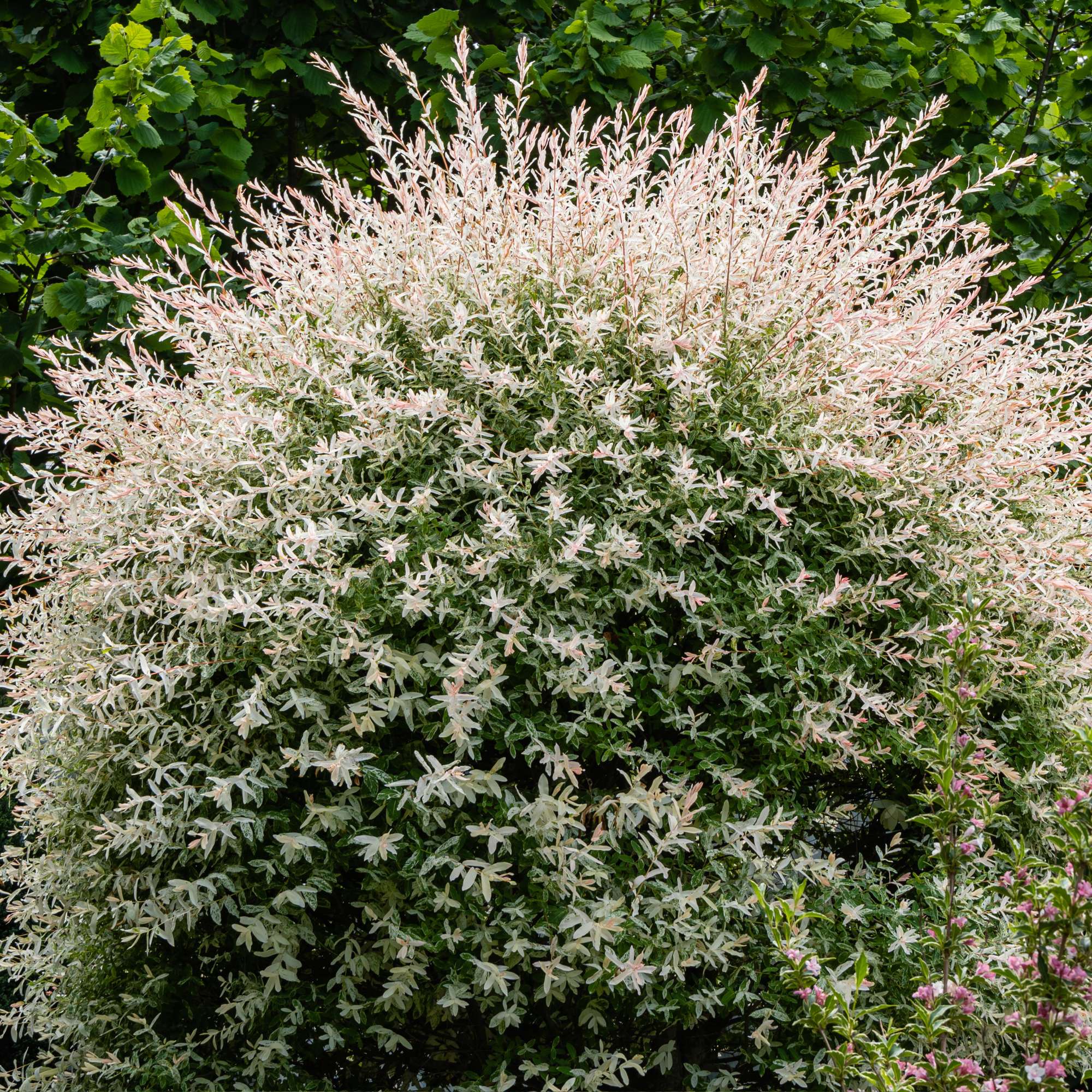 Dappled Willow — photo 2