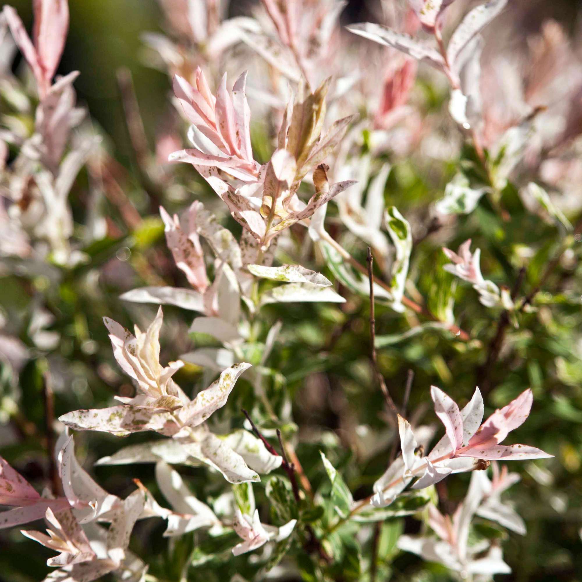 Dappled Willow — photo 3