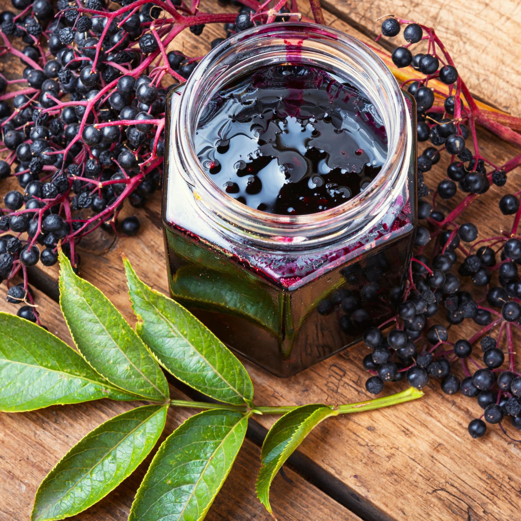 Elderberry — photo 2
