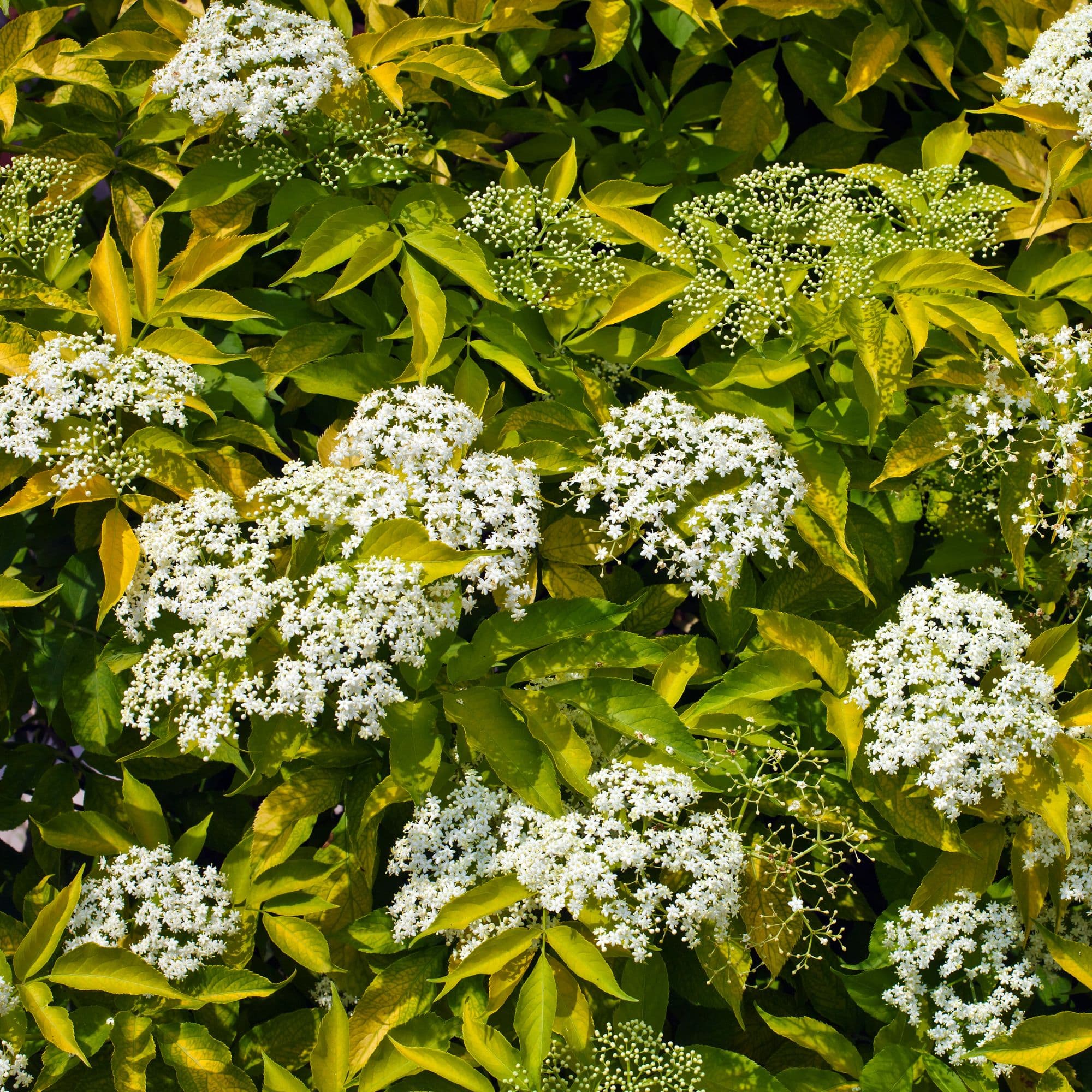Elderberry — photo 3