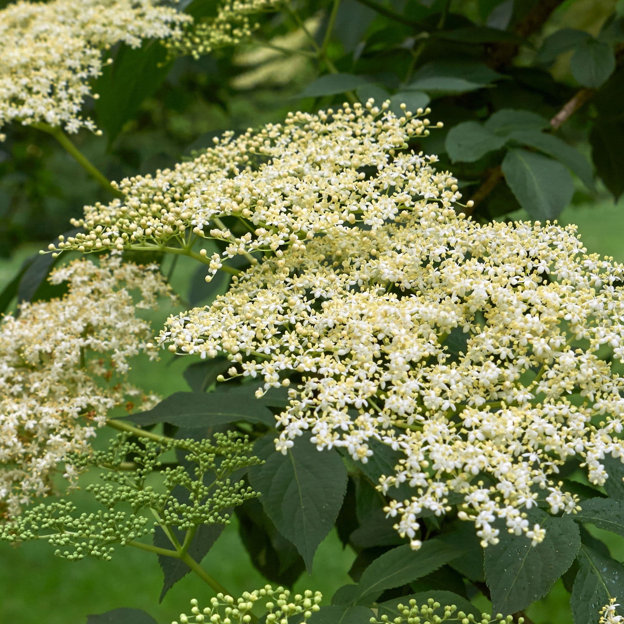 Elderberry — photo 4