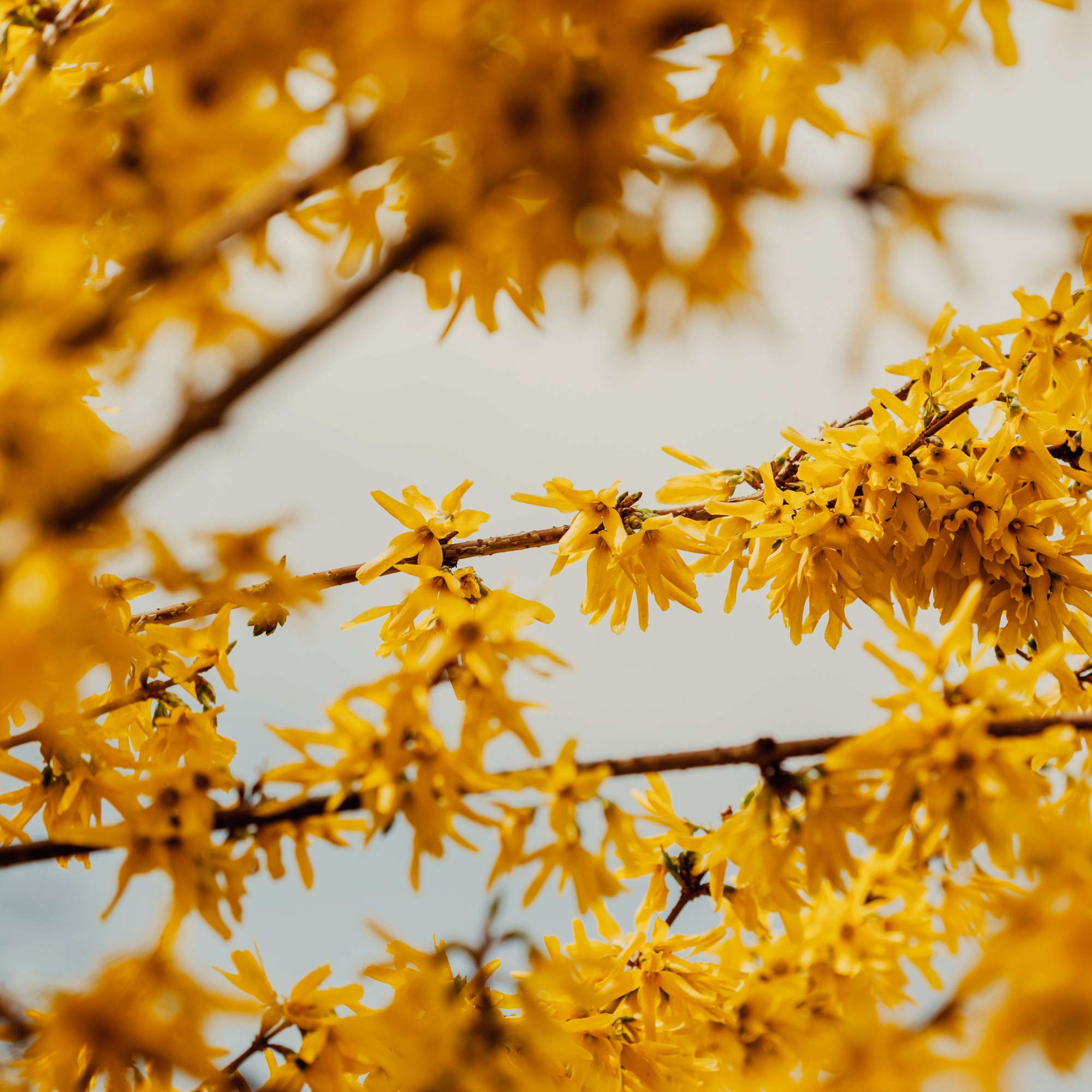Forsythia — photo 2