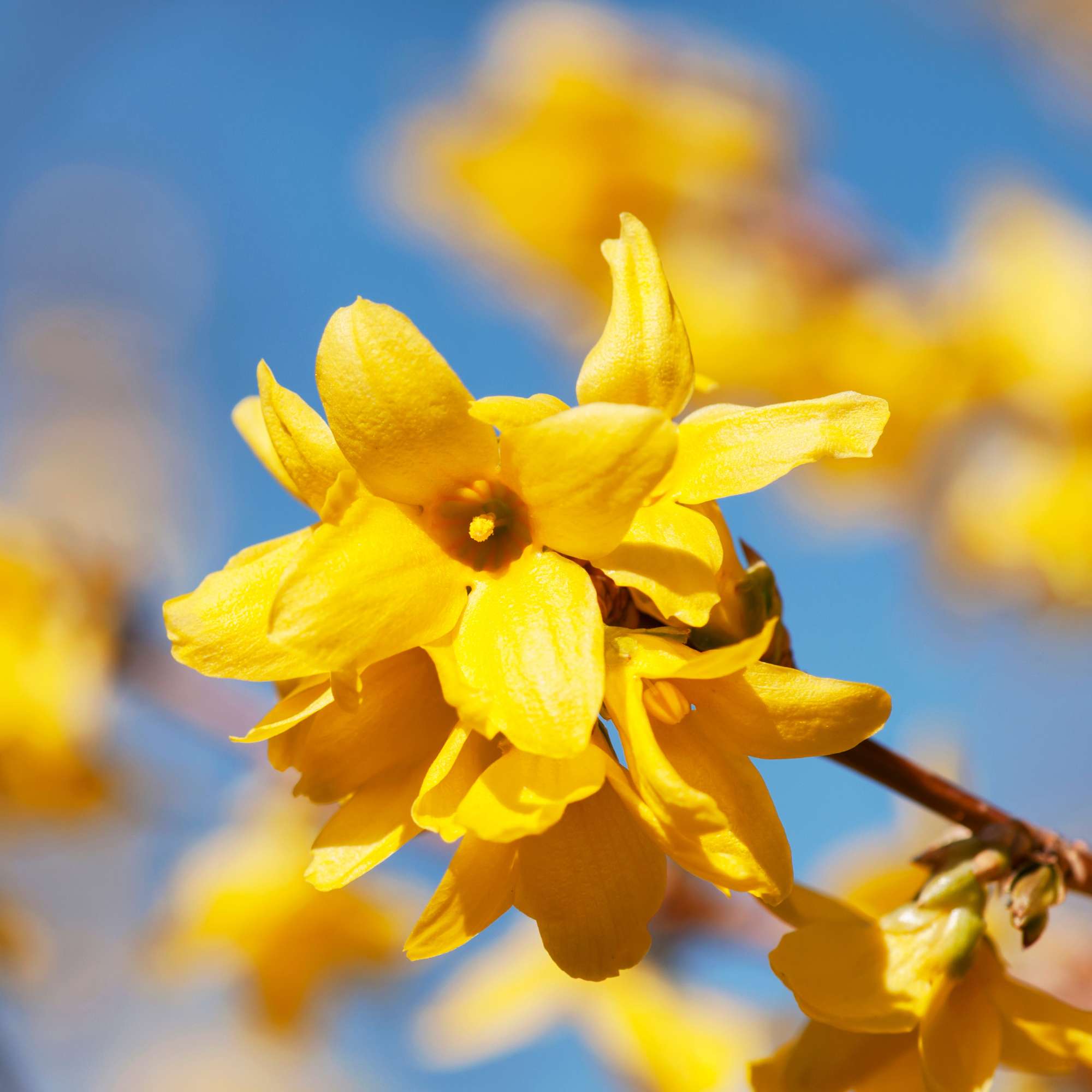 Forsythia — photo 3
