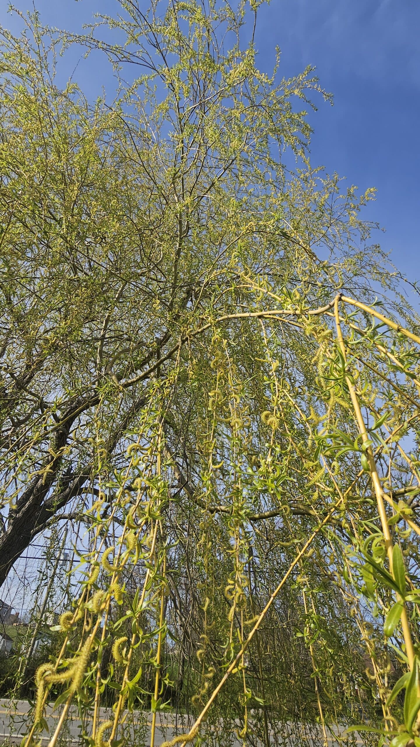 Golden Willow — photo 2