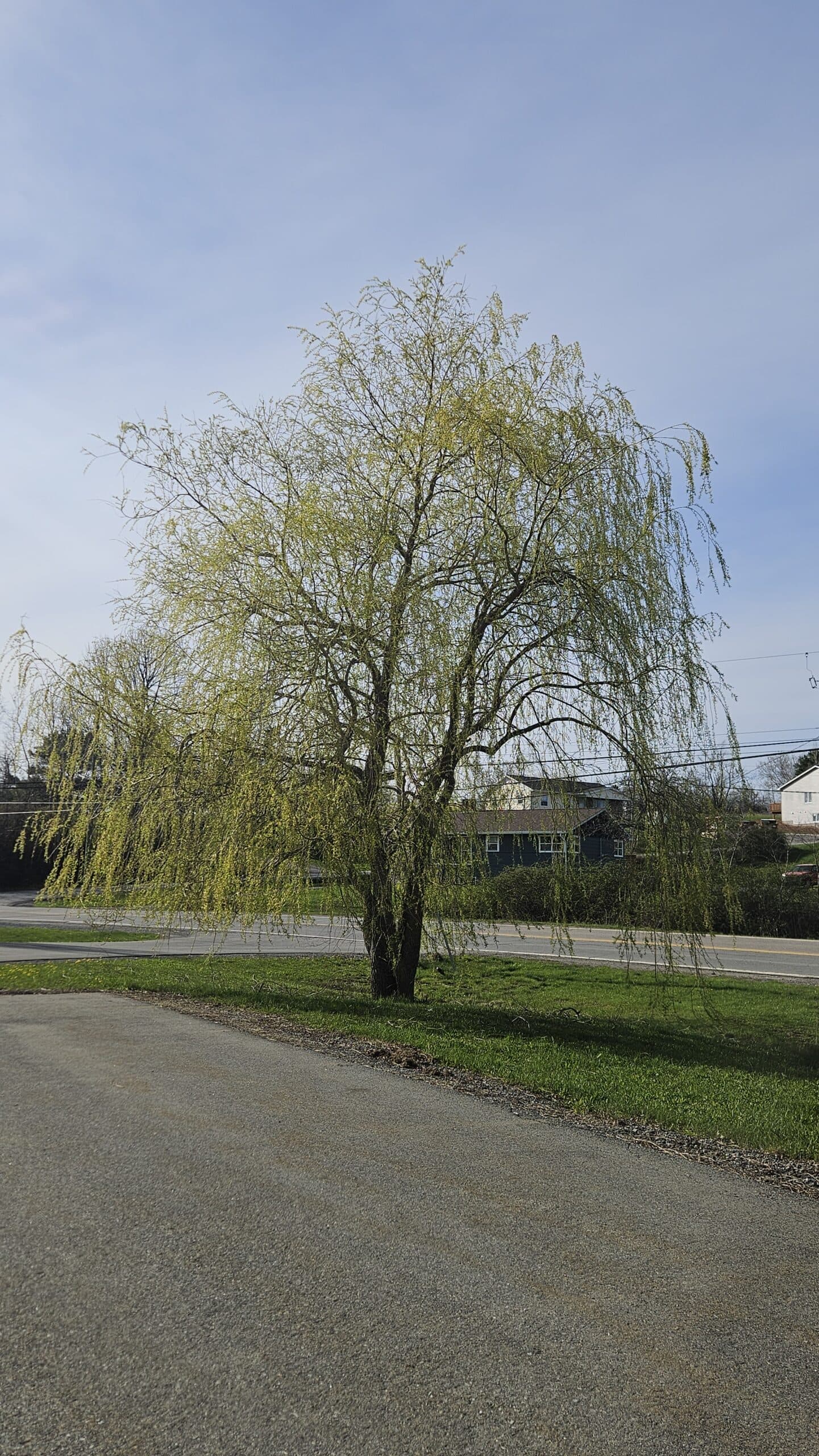 Golden Willow — photo 3
