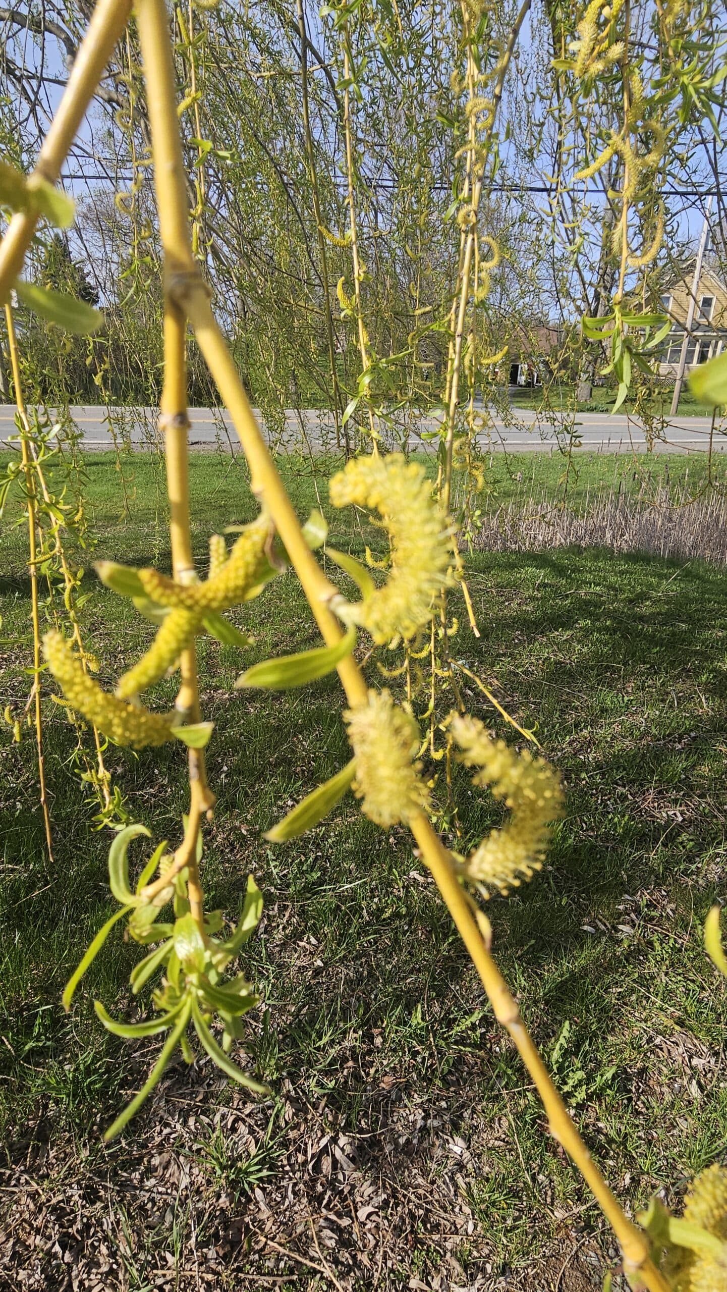 Golden Willow — photo 4