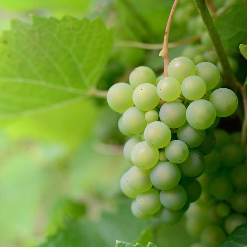 Wine Grape